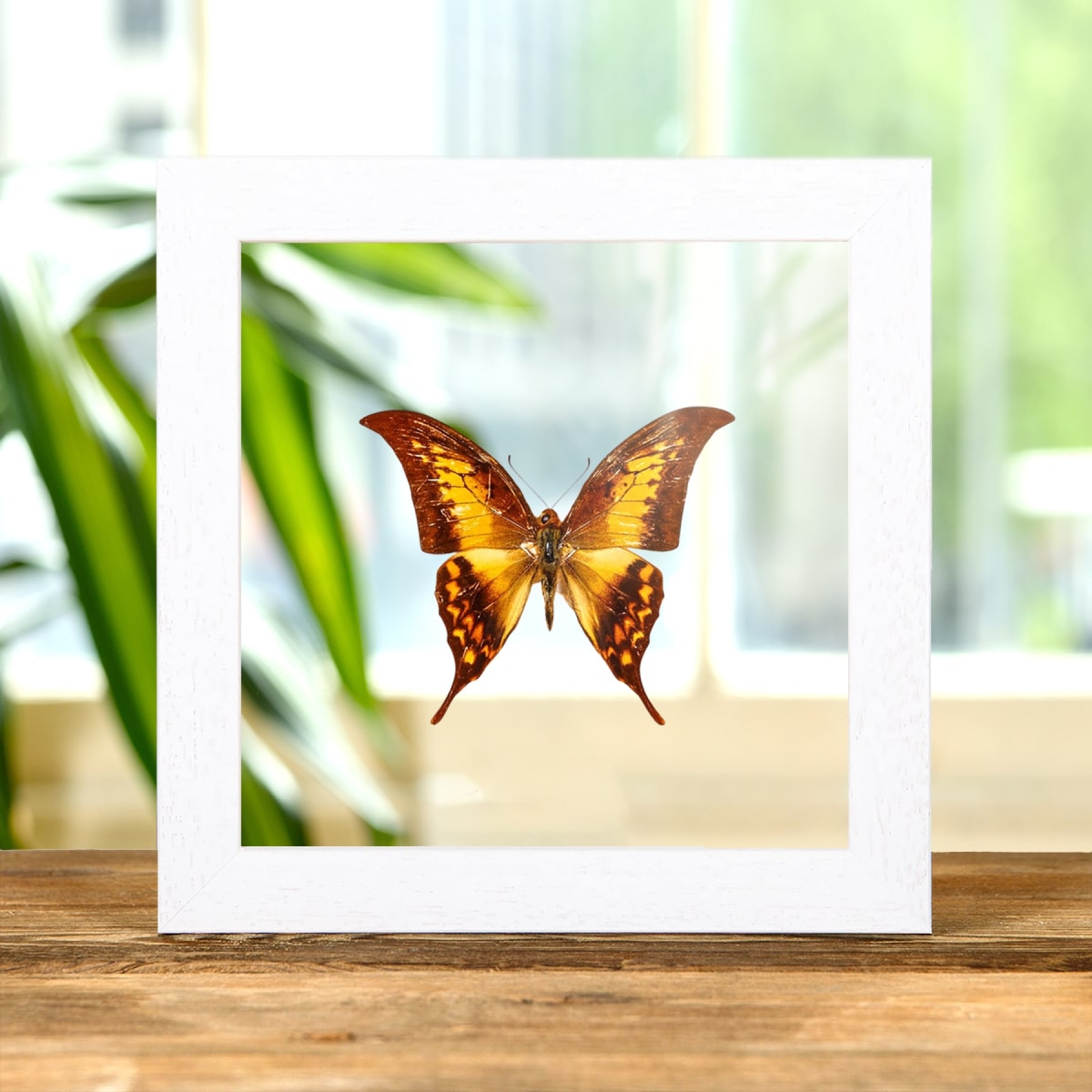 Yellow Gorgon Butterfly In Clear Glass Box Frame (Meandrusa payeni)