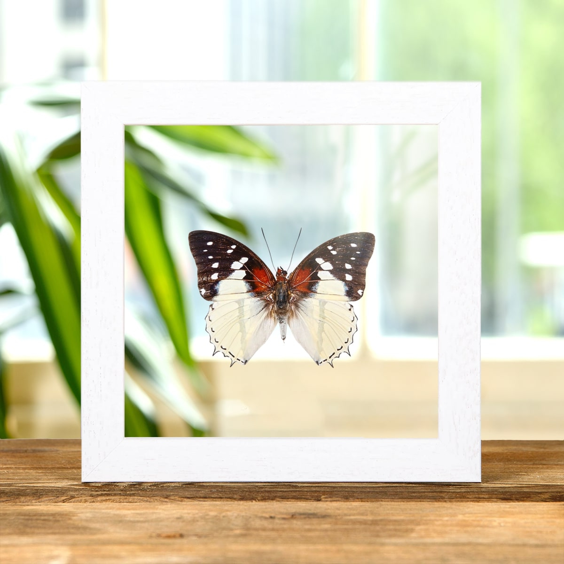 Hadrian's White Charaxes Butterfly In Clear Glass Box Frame (Charaxes hadrianus)