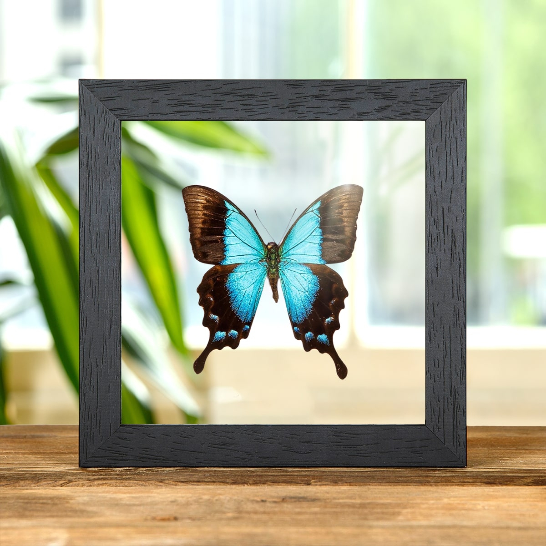 Minibeast Papilionide tropicale in cornice di vetro trasparente (Papilio pericles)