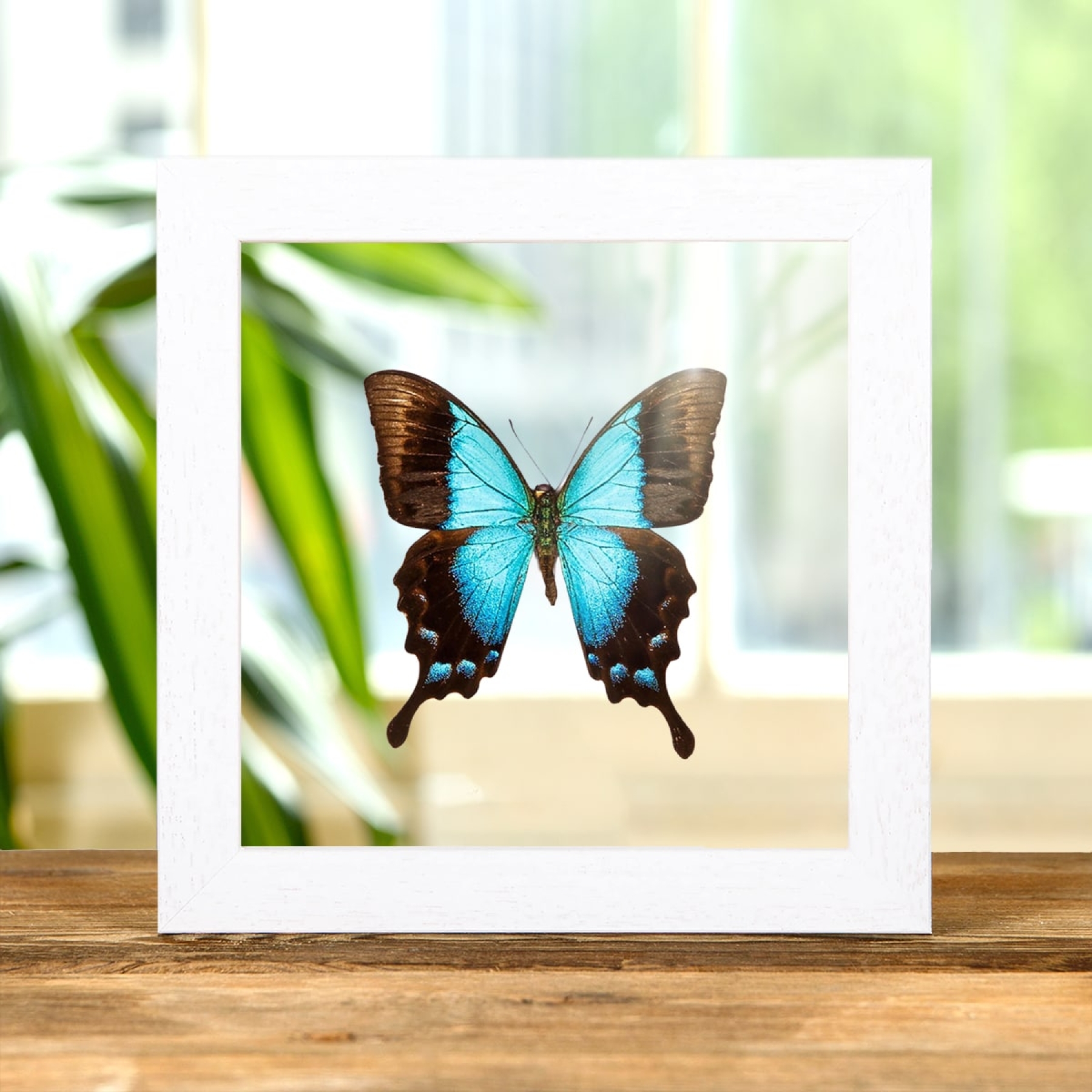 Minibeast Papilionide tropicale in cornice di vetro trasparente (Papilio pericles)