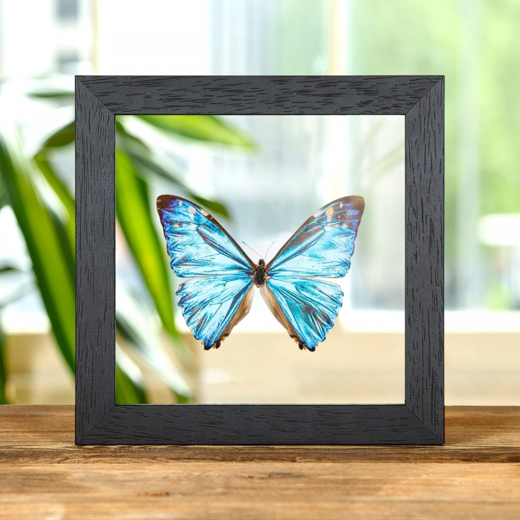 Zephyritis morpho Butterfly In Clear Glass Box Frame (Morpho zephyritis) Zephyritis morpho Butterfly In Clear Glass Box Frame (Morpho zephyritis)