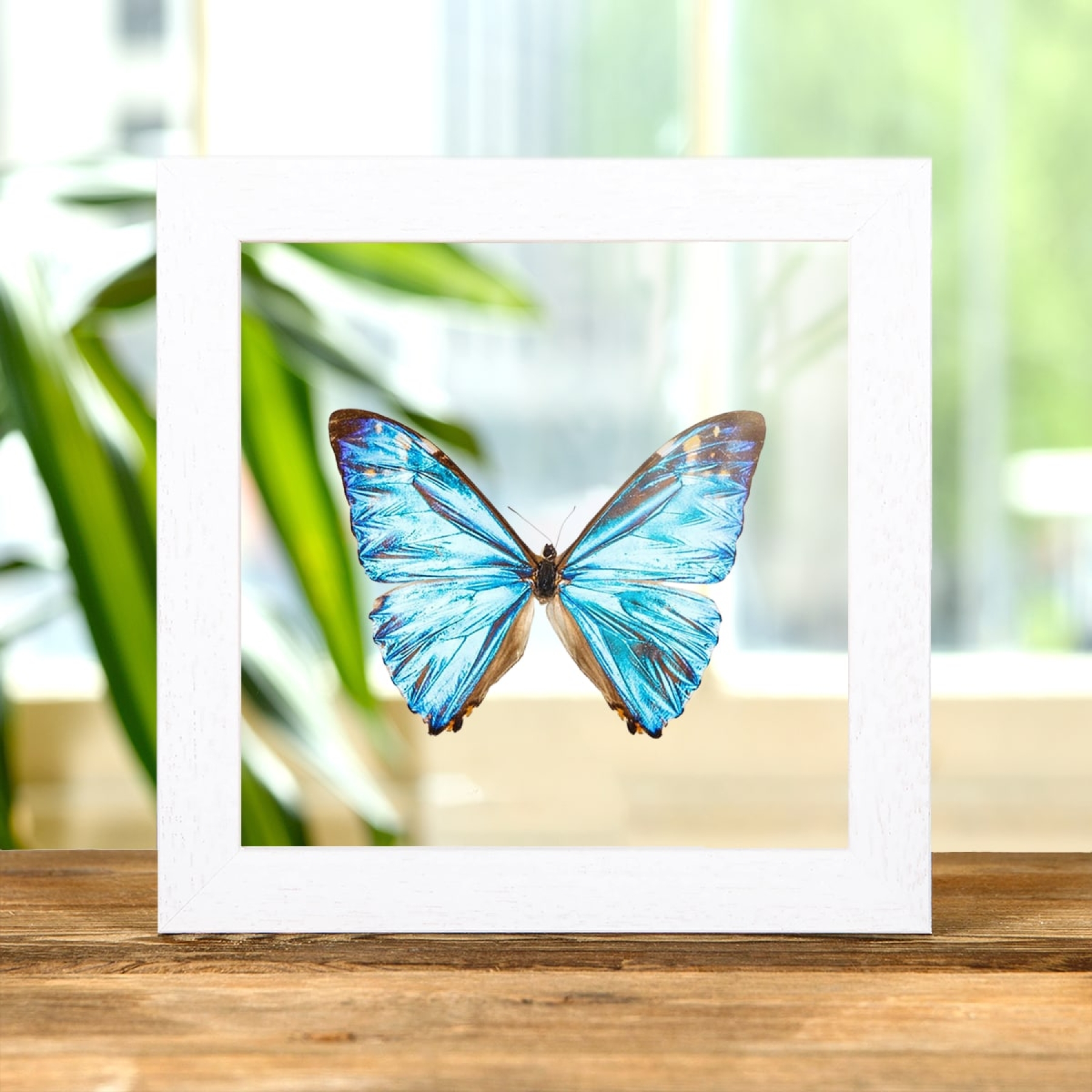 Zephyritis morpho Butterfly In Clear Glass Box Frame (Morpho zephyritis)