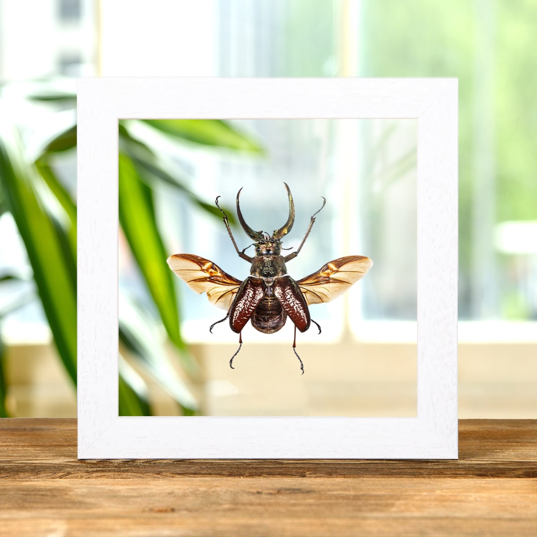4 Eyes Stag Beetle In Clear Glass Box Frame (Sphaenognathus gigantheus)