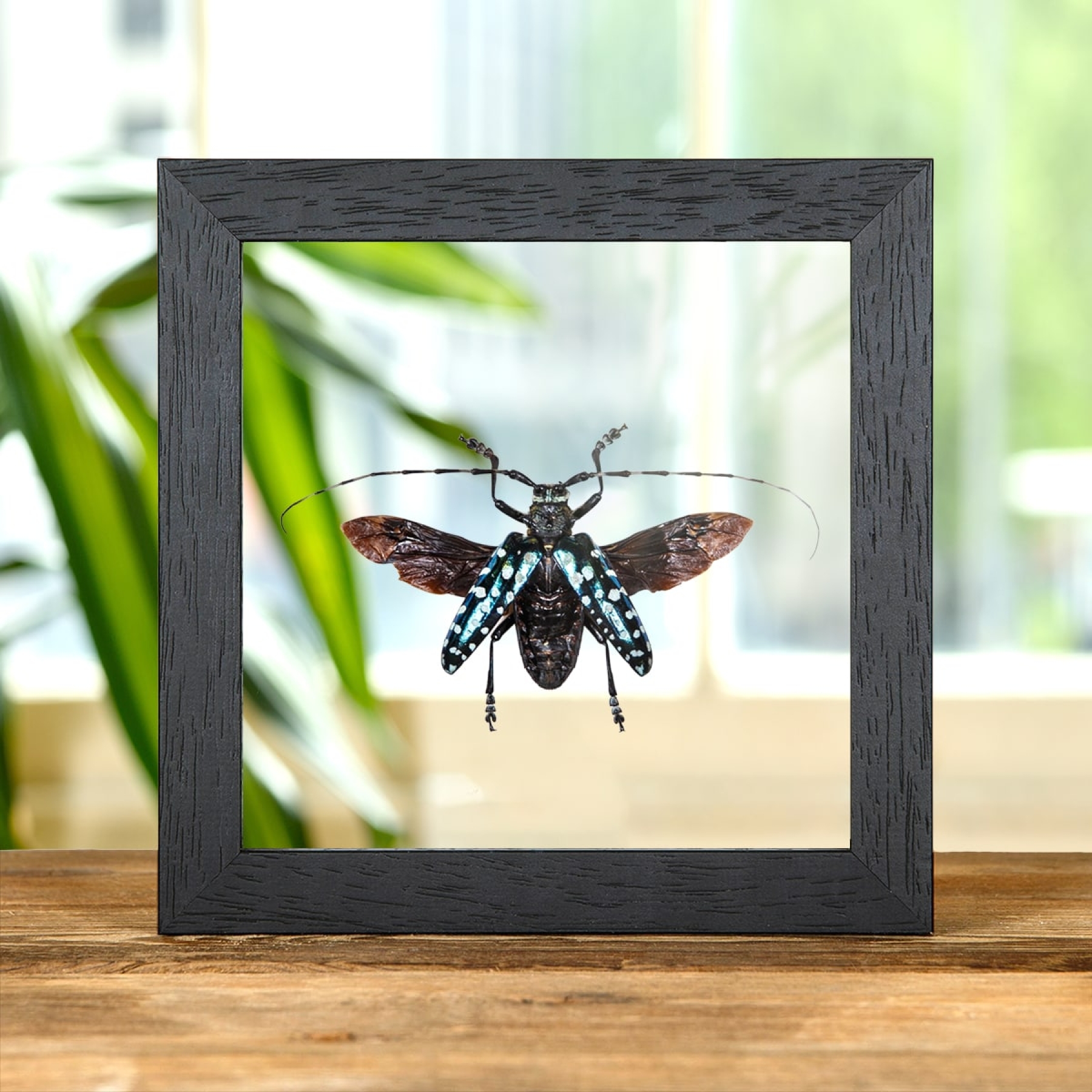 Minibeast Green Spotted Longhorn In Clear Glass Box Frame (Anoplophora sollii)