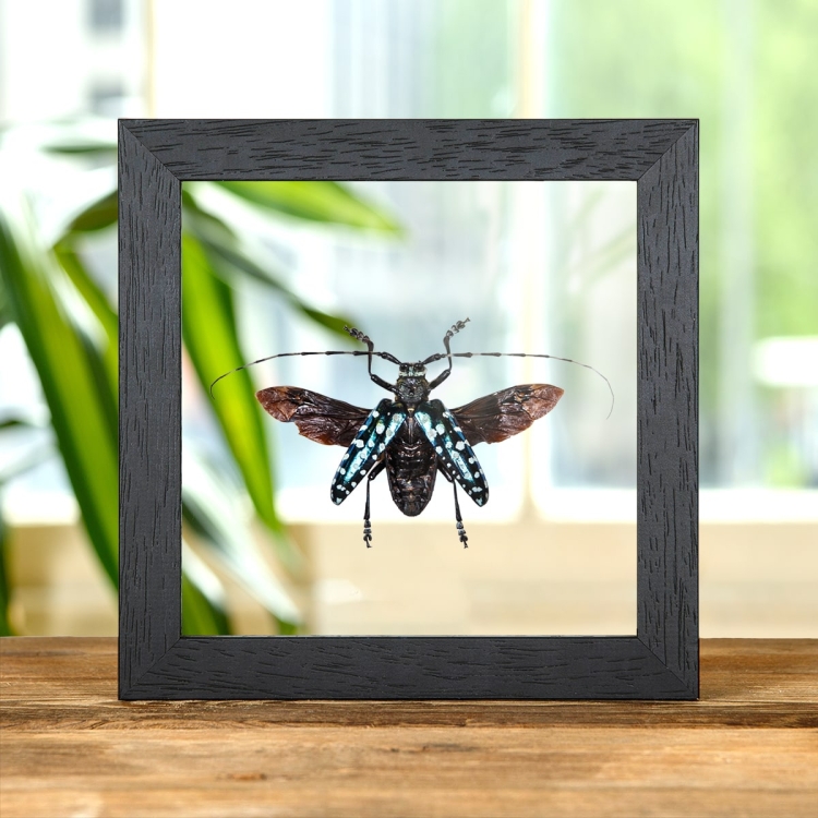 Green Spotted Longhorn In Clear Glass Box Frame (Anoplophora sollii)