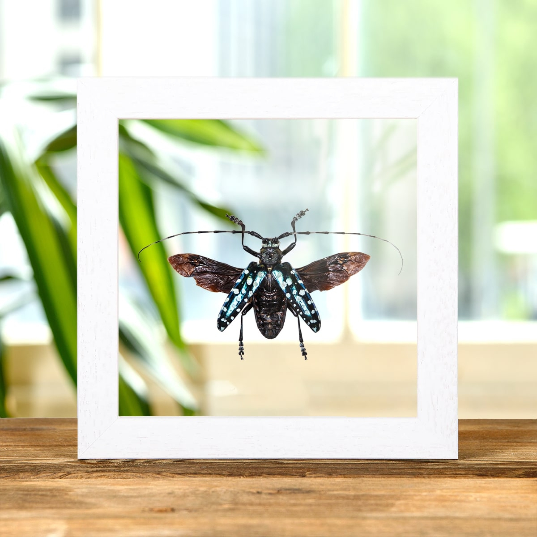 Minibeast Green Spotted Longhorn In Clear Glass Box Frame (Anoplophora sollii)