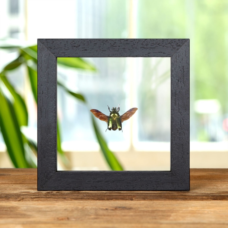 Asian Flower Beetle In Clear Glass Box Frame (Agestrata orichalca)