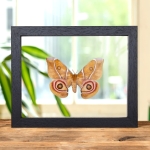 Minibeast The Madagascar Bullseye Moth In Clear Glass Box Frame (Antherina suraka)