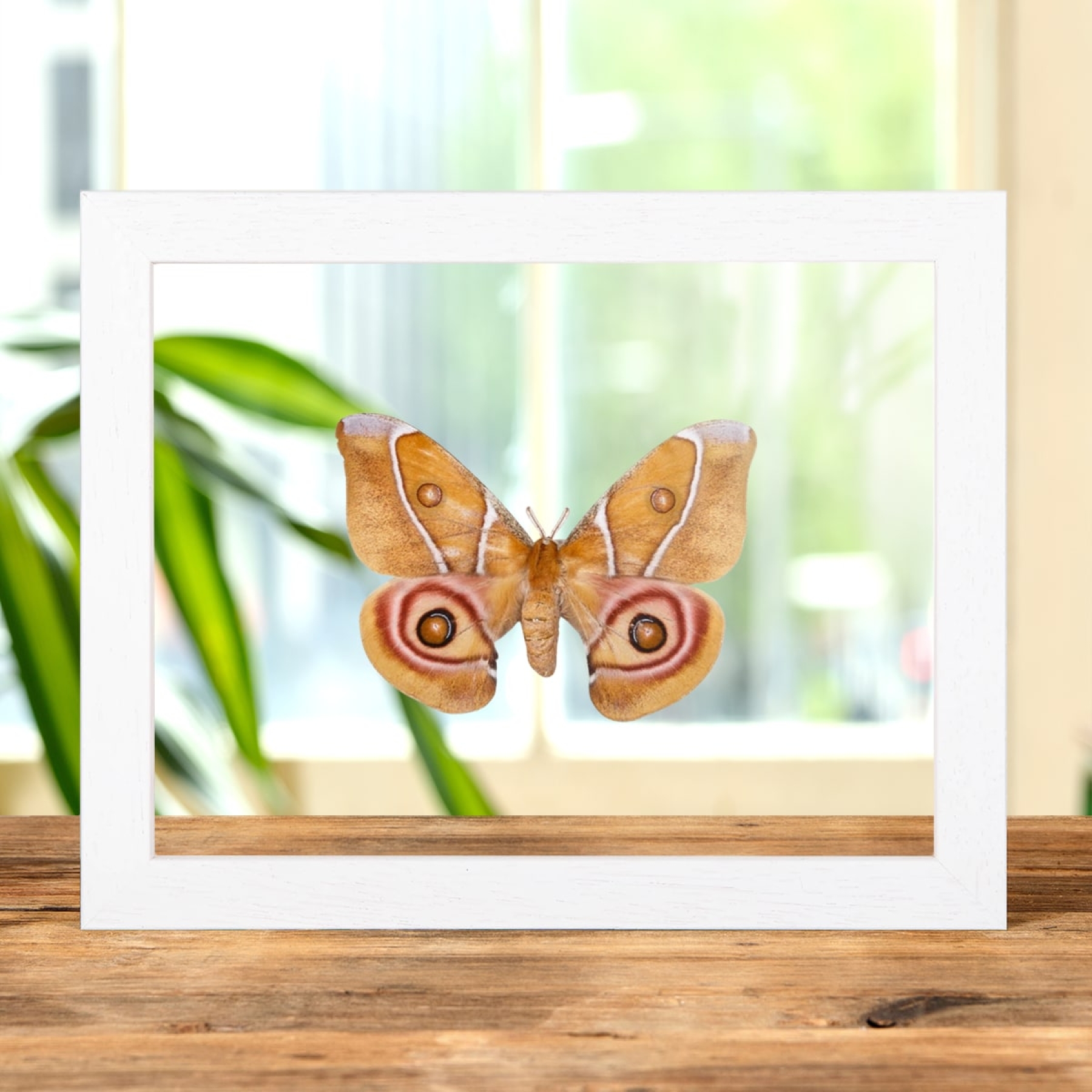 The Madagascar Bullseye Moth In Clear Glass Box Frame (Antherina suraka)