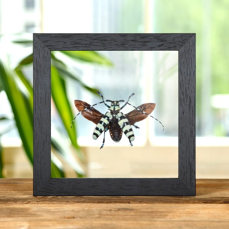 Mint Long-horn Beetle In Clear Glass Box Frame (Anoplophora birmanica)