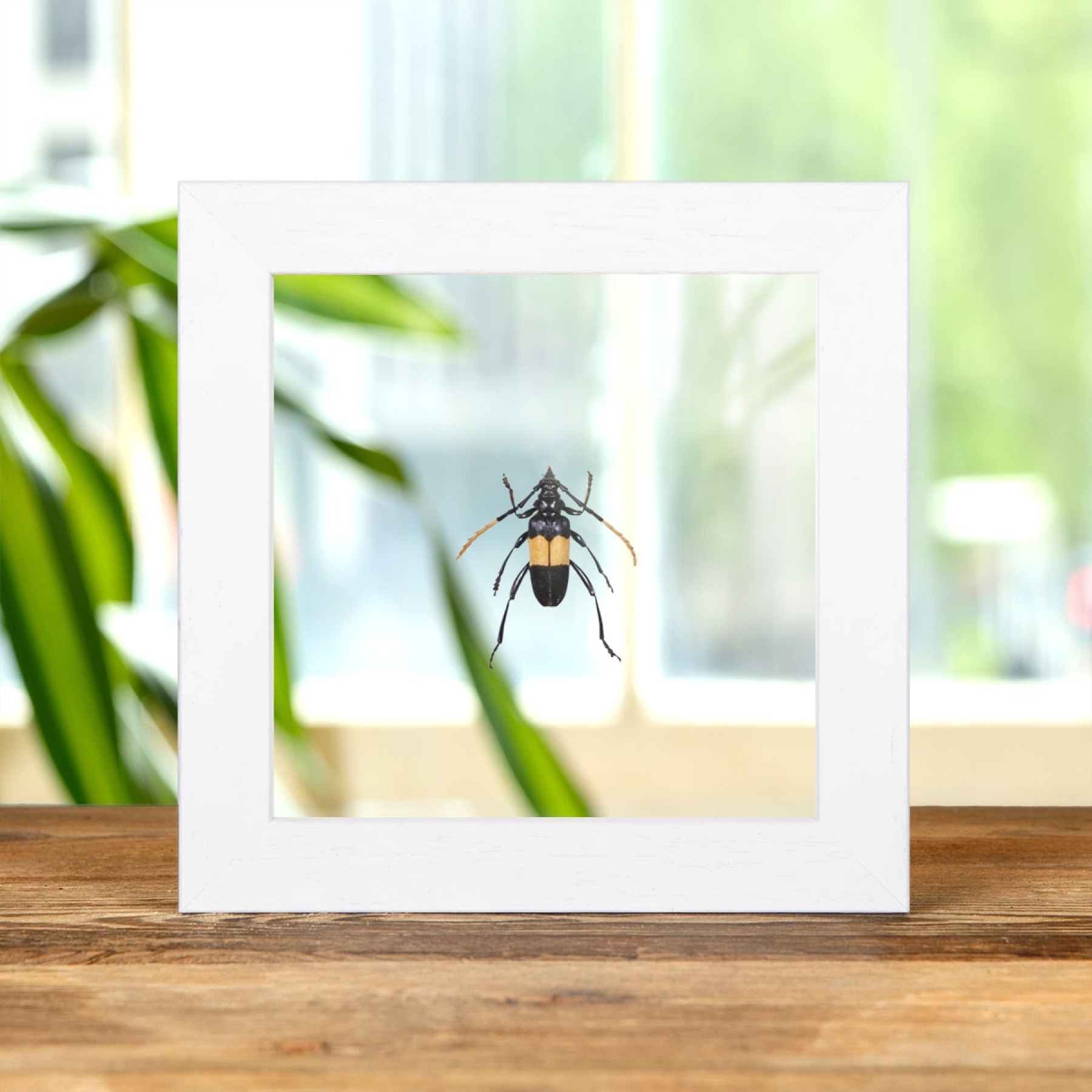 Mimusop Stem Borer In Clear Glass Box Frame (Pachyteria dimidiata)