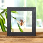 Minibeast Long-horn Beetle In Clear Glass Box Frame (Cyclommatus lunifer)