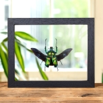 Minibeast Four Spot Flower Beetle with Wings Spread In Clear Glass Box Frame (Jumnos ruckeri)