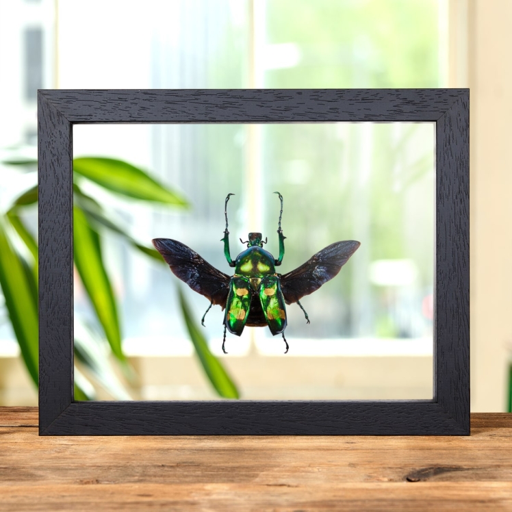 Four Spot Flower Beetle with Wings Spread In Clear Glass Box Frame (Jumnos ruckeri)