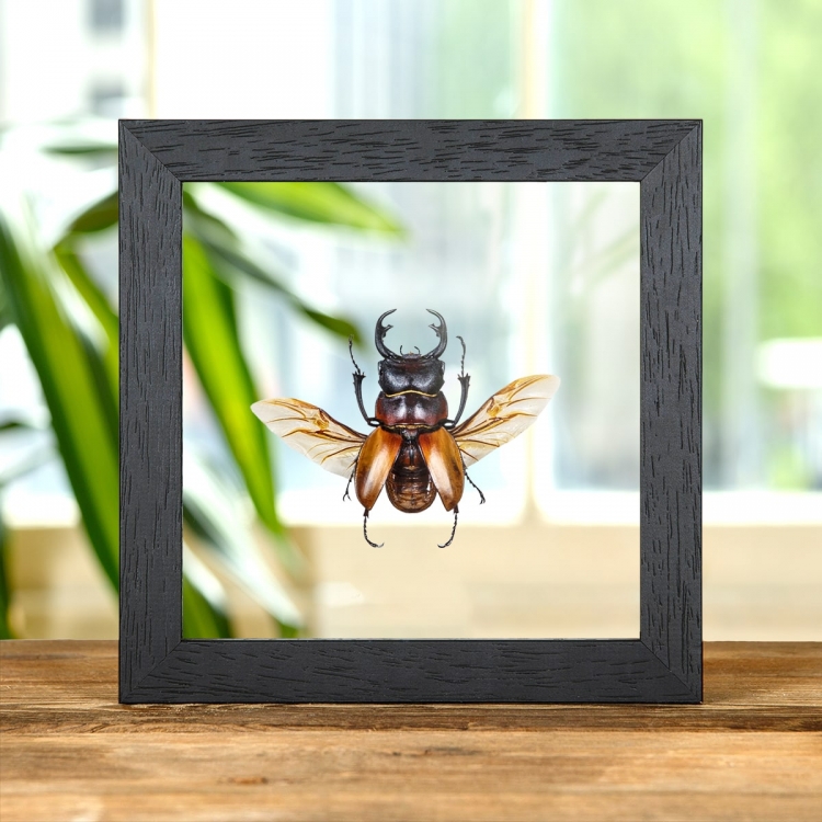 Stag Beetle In Clear Glass Box Frame (Odontolabis sommeri) Stag Beetle In Clear Glass Box Frame (Odontolabis sommeri)