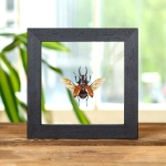 Minibeast Stag Beetle In Clear Glass Box Frame (Odontolabis sarasinorum)