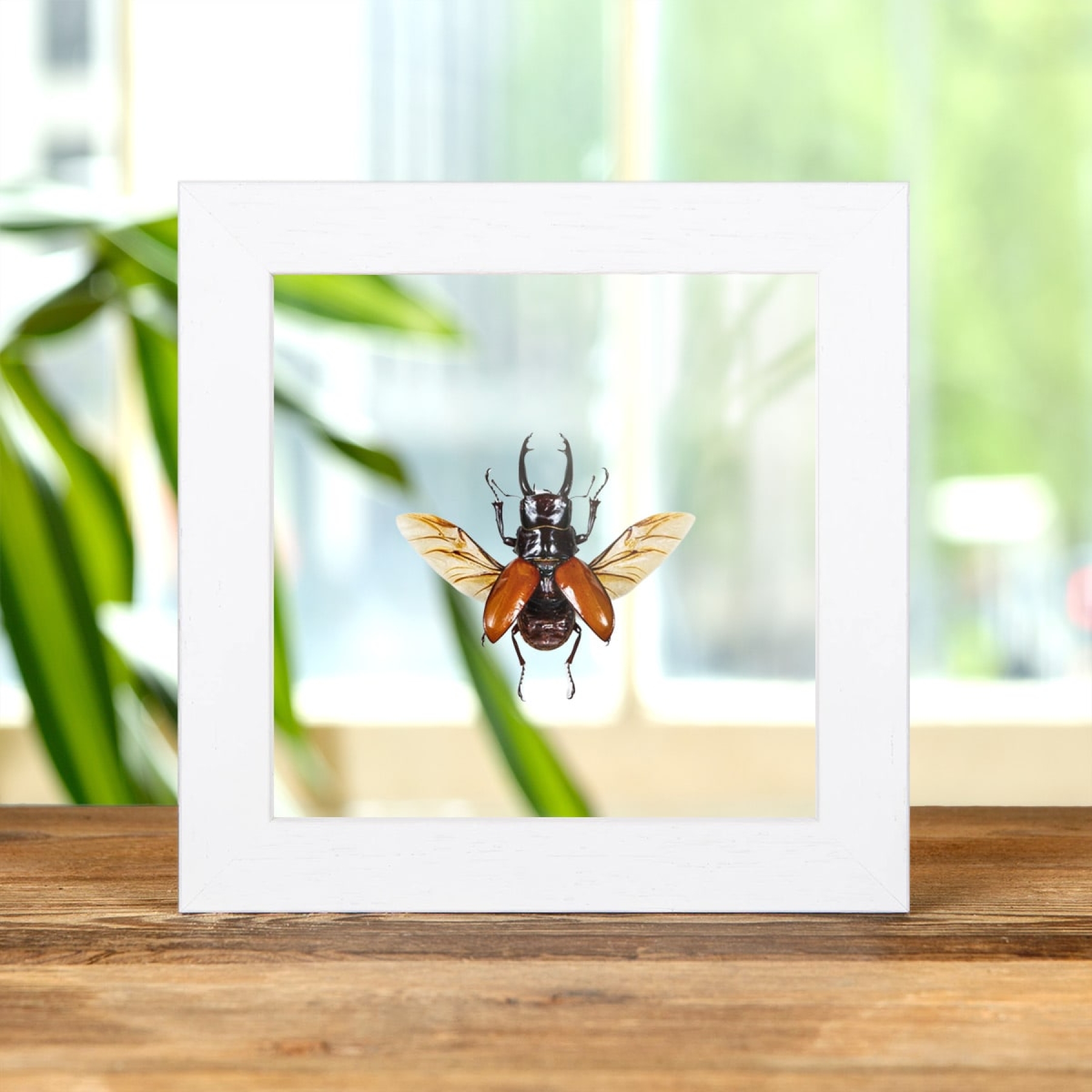 Stag Beetle In Clear Glass Box Frame (Odontolabis sarasinorum)