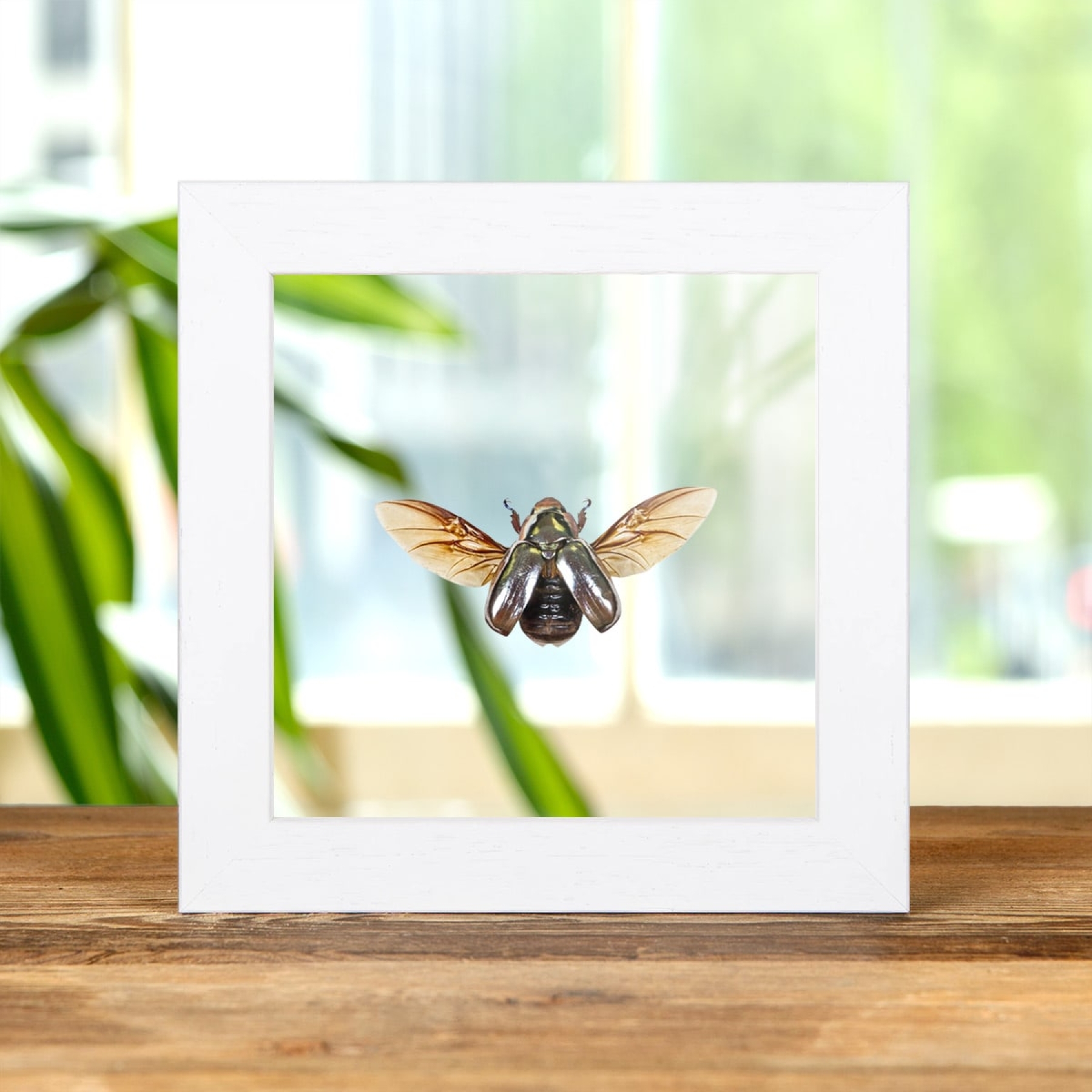 Silver Scarab Beetle In Clear Glass Box Frame (Chrysina chrysargirea)