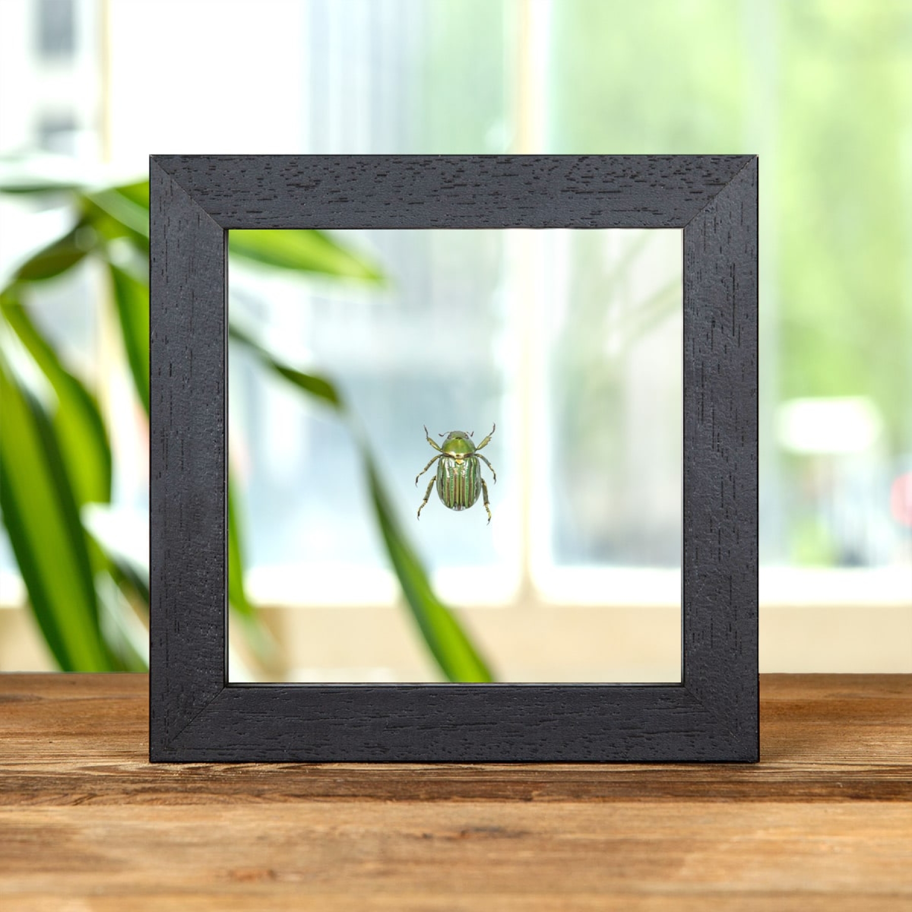 Minibeast Glorious Scarab Beetle In Clear Glass Box Frame (Chrysina gloriosa)