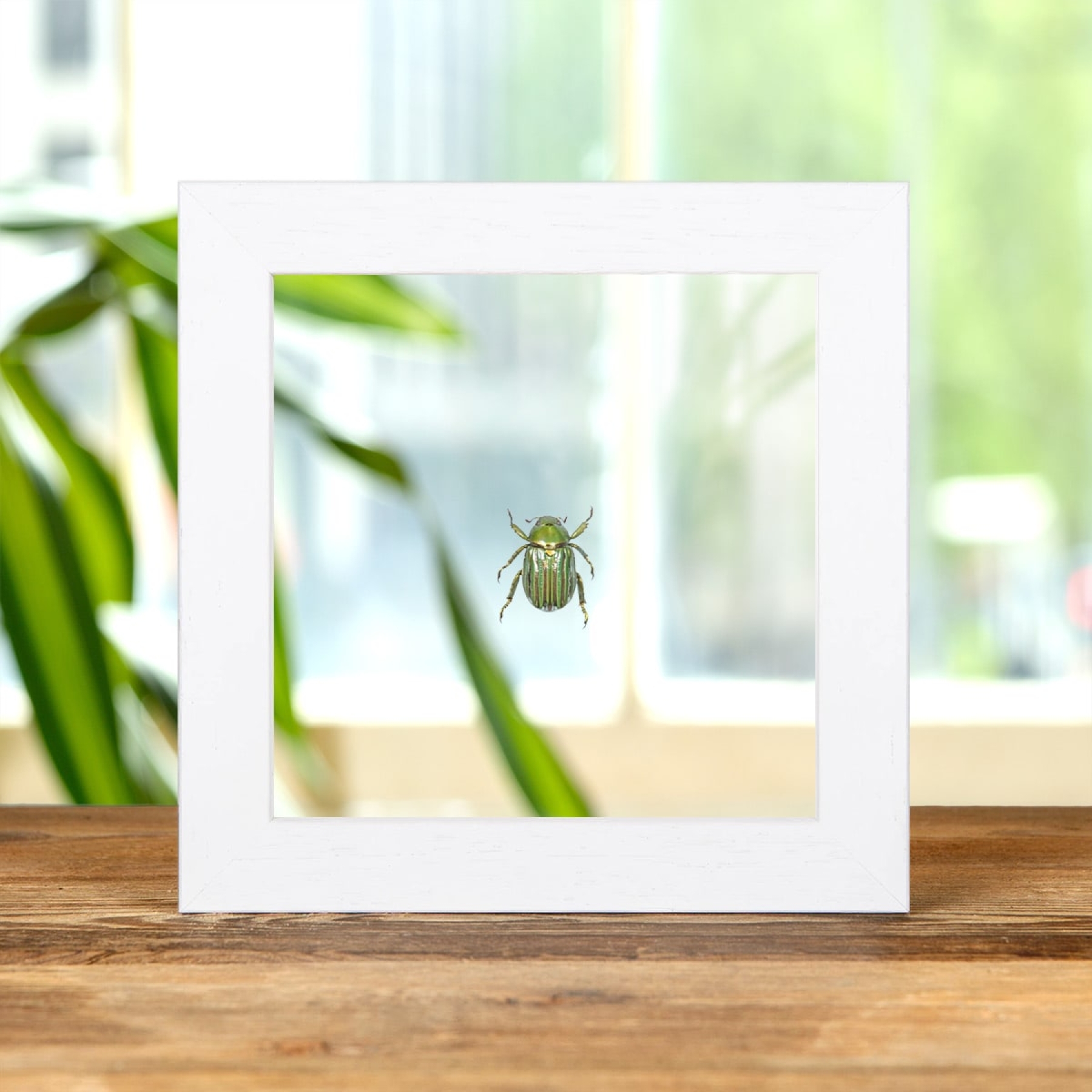 Minibeast Glorious Scarab Beetle In Clear Glass Box Frame (Chrysina gloriosa)