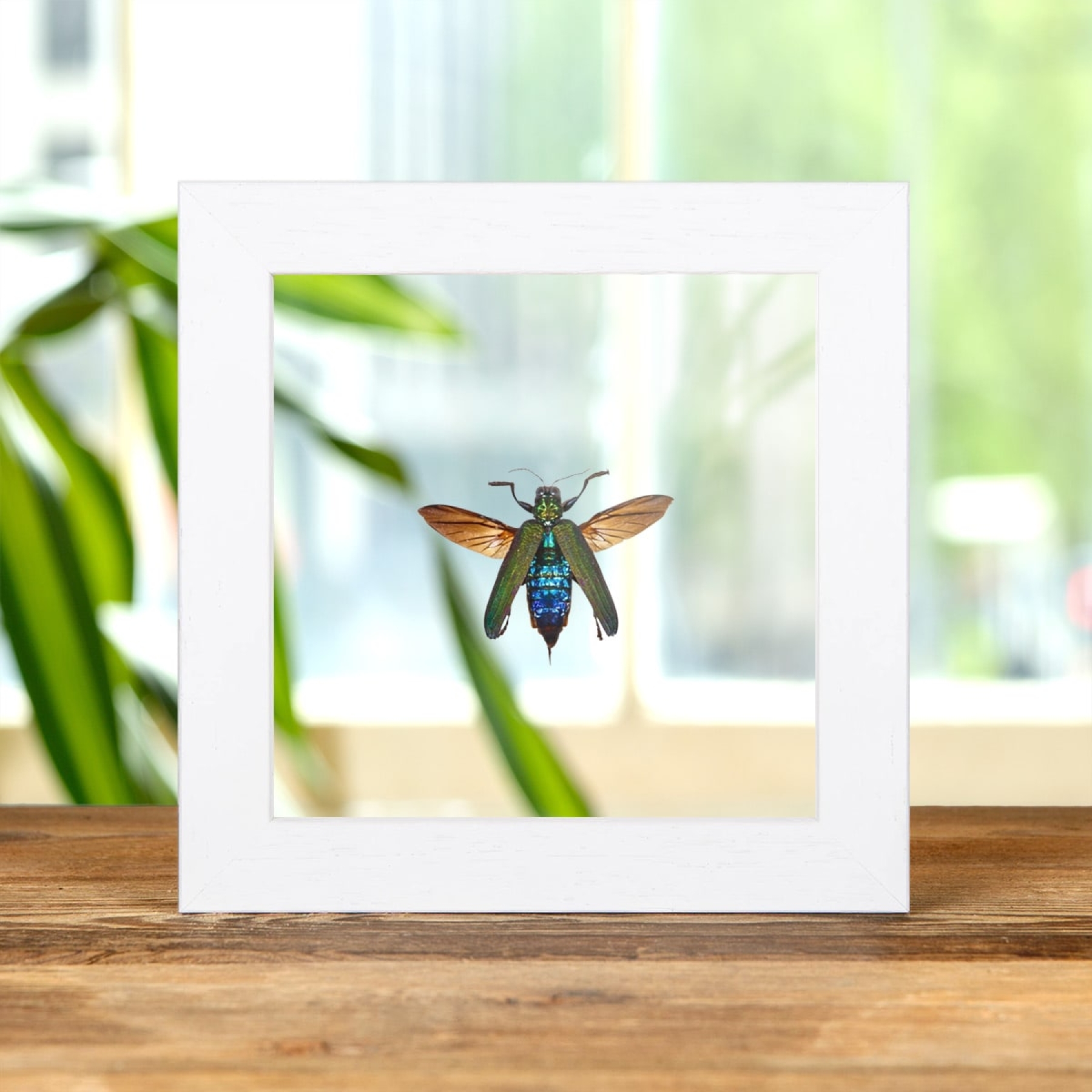 Jewel Beetle In Clear Glass Box Frame (Demochroa detani)