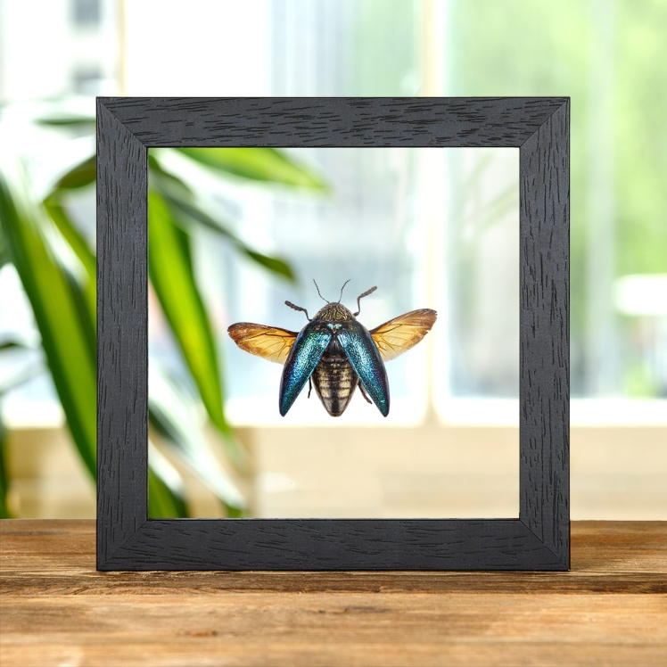 Tanzania Beetle In Clear Glass Box Frame (Sternocera pulchra)