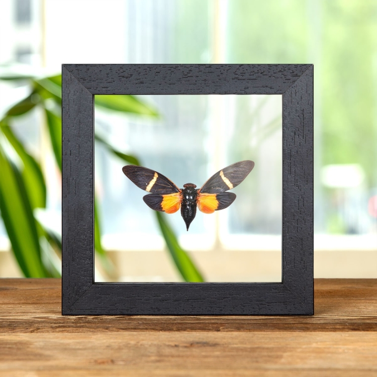 Orange Cicada In Clear Glass Box Frame (Tosena paviei)