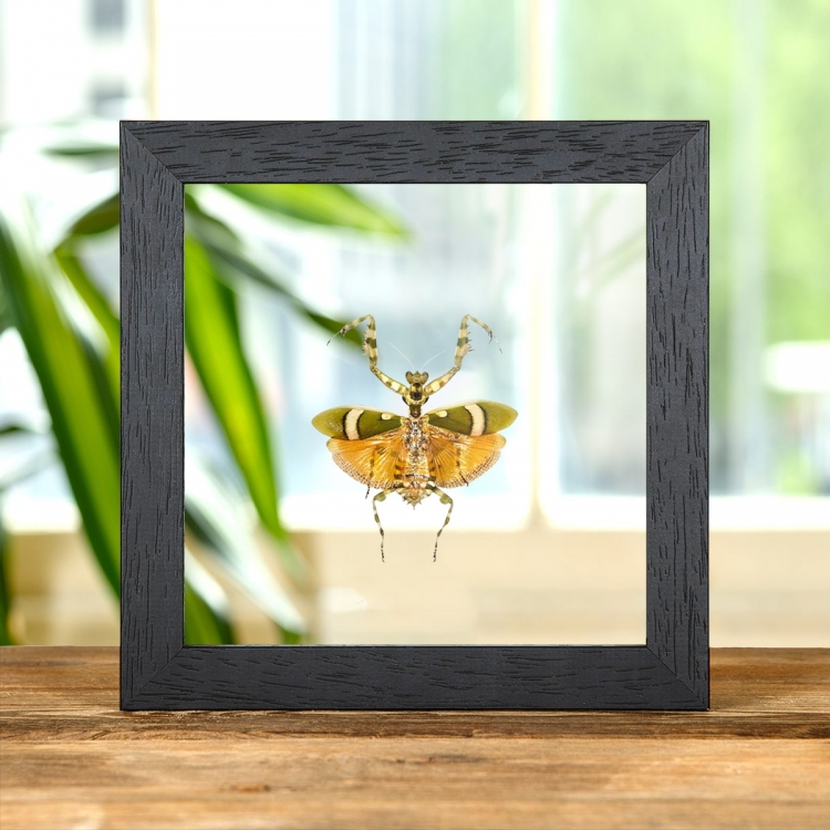 Banded Flower Mantis In Clear Glass Box Frame (Theopropus elegans)