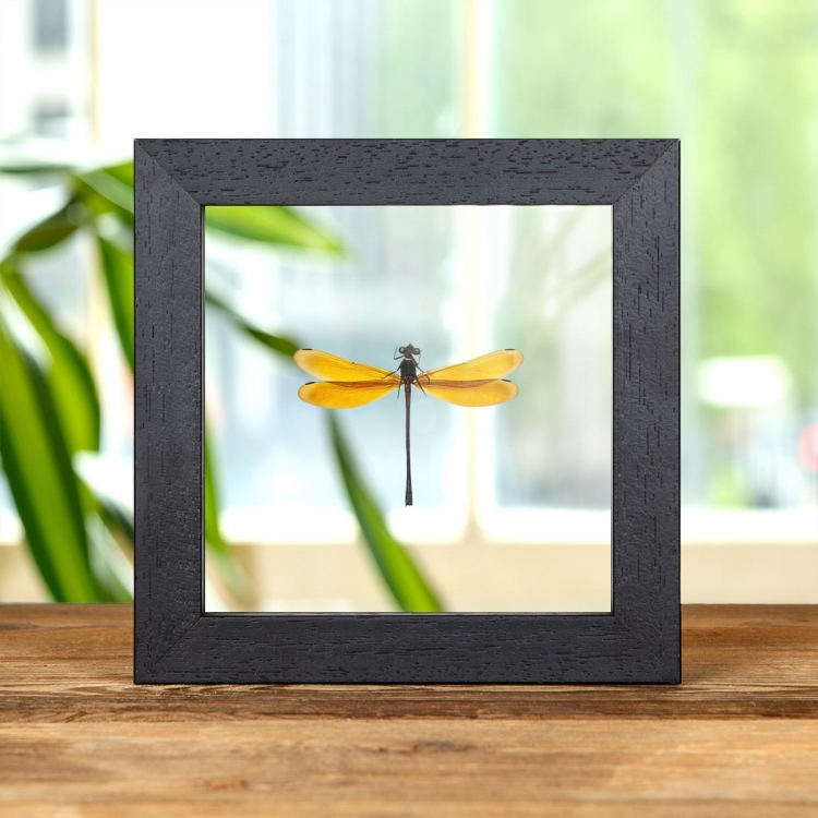 Euphaea lara From indomalaya In Clear Glass Box Frame Taxidermy Euphaea lara From indomalaya In Clear Glass Box Frame Taxidermy