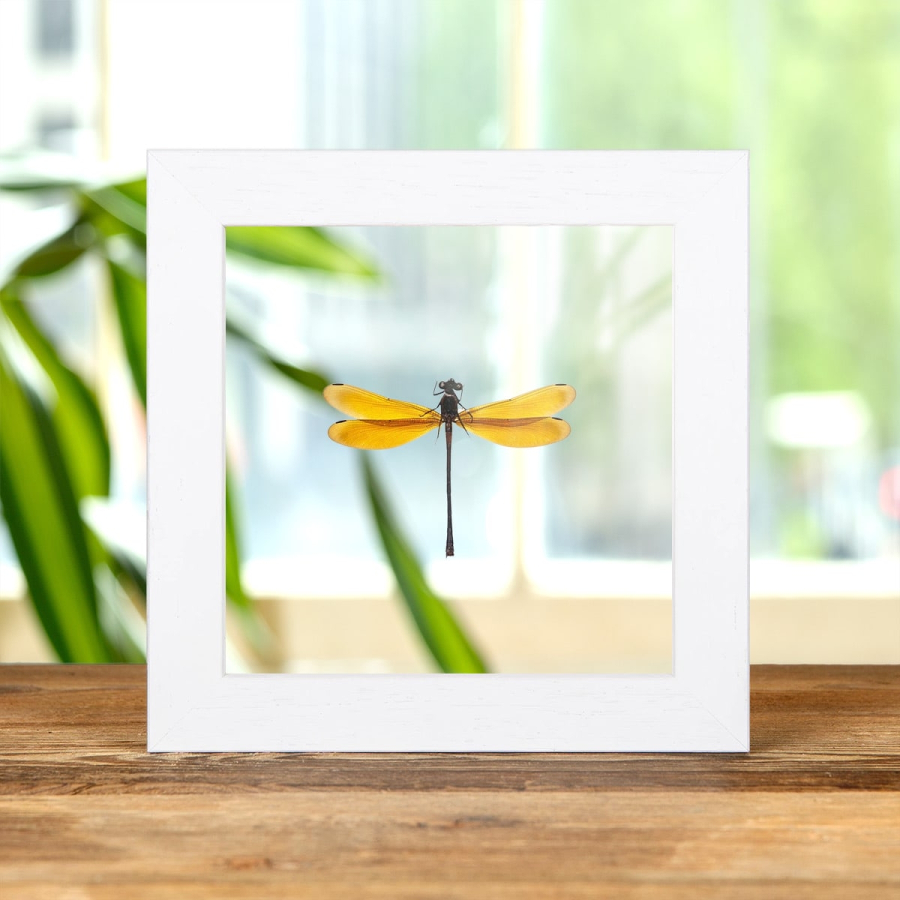 Euphaea lara From indomalaya In Clear Glass Box Frame Taxidermy