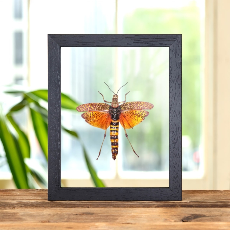 East African Bush Locust In Clear Glass Box Frame (Phymateus aegrotus)