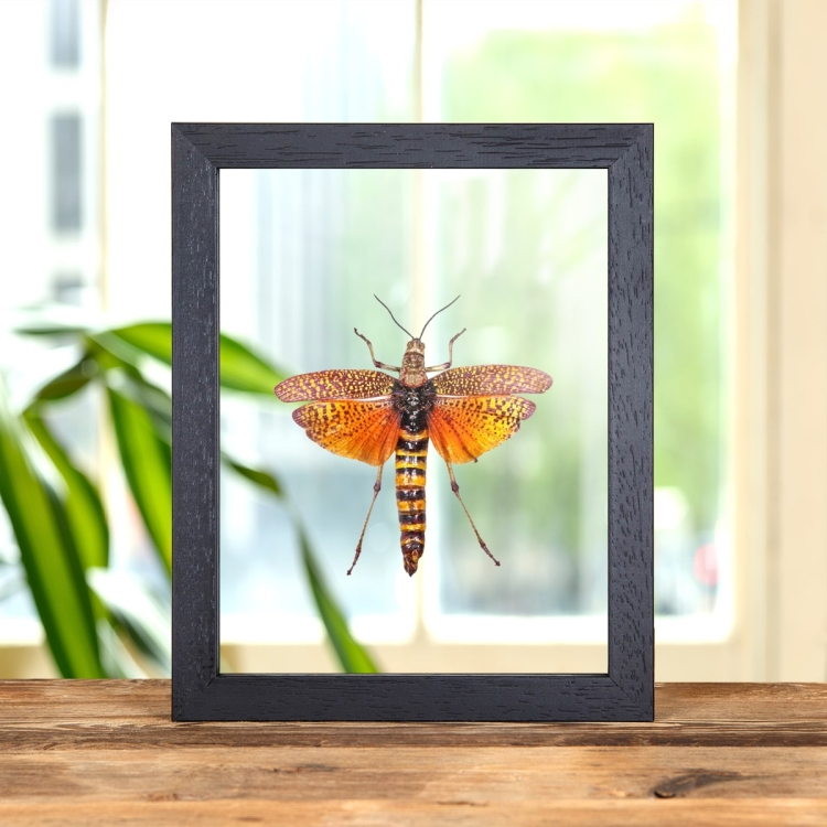 East African Bush Locust In Clear Glass Box Frame (Phymateus aegrotus)