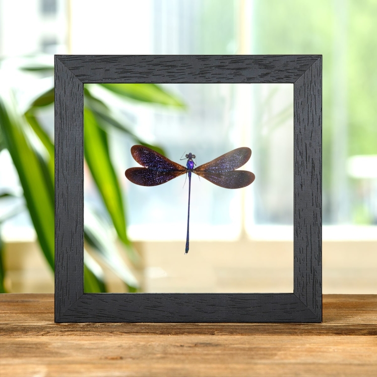 Damselfly In Clear Glass Box Frame (Vestalis luctuosa)