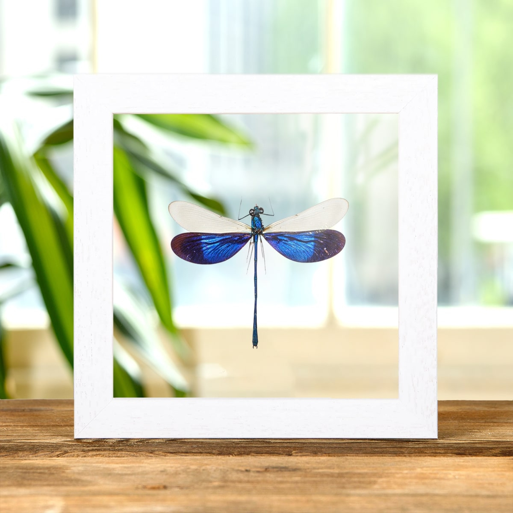 Minibeast Große Blaue Metallflügel-Kleinlibelle im transparenten Glasrahmen (Neurobasis kaupi)
