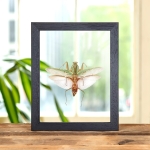 Minibeast Malaysian Shield Mantis In Clear Glass Box Frame (Rhombodera basalis)