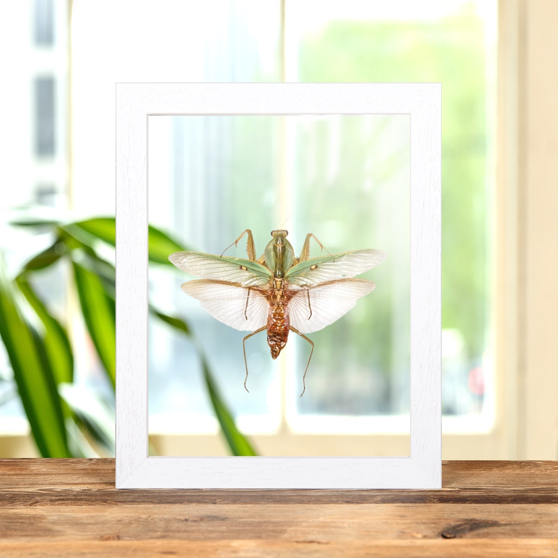 Malaysian Shield Mantis In Clear Glass Box Frame (Rhombodera basalis) Malaysian Shield Mantis In Clear Glass Box Frame (Rhombodera basalis)