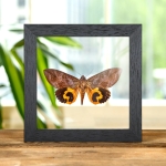 Minibeast Common Fruit-piercing Moth In Clear Glass Box Frame (Eudocima phalonia)