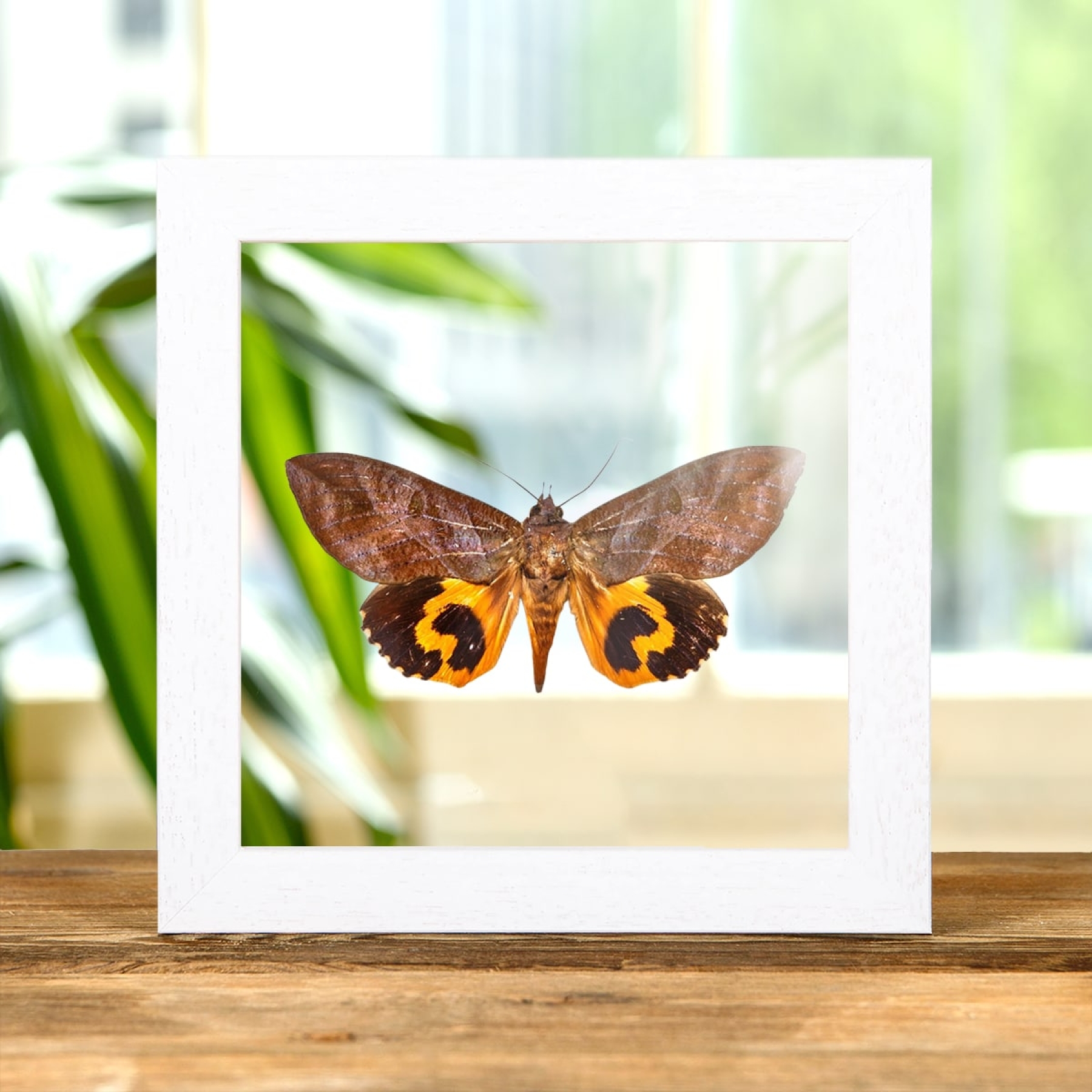Common Fruit-piercing Moth In Clear Glass Box Frame (Eudocima phalonia)