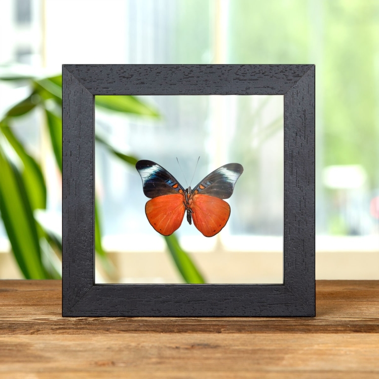 Red Flasher In Clear Glass Box Frame (Panacea prola)