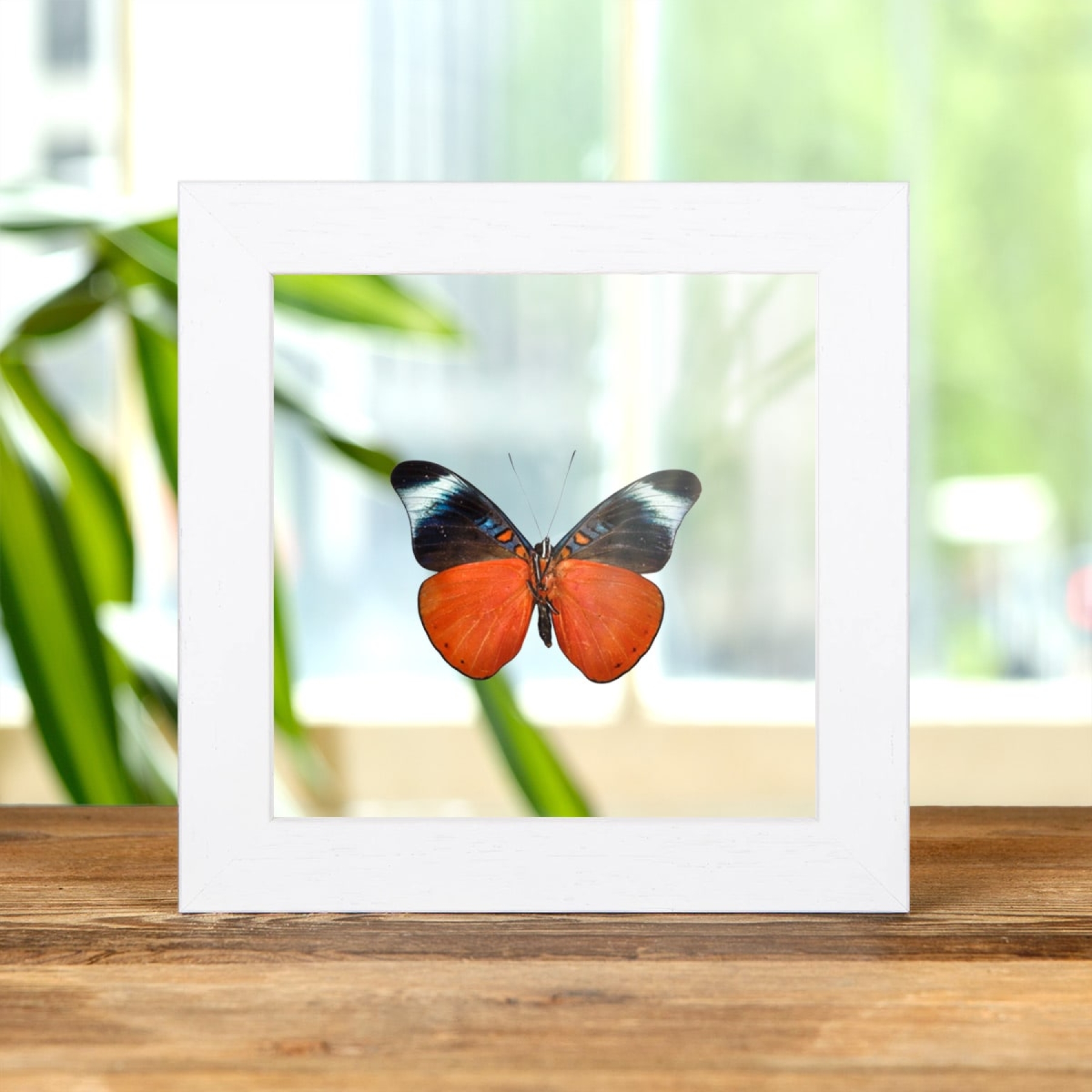 Red Flasher In Clear Glass Box Frame (Panacea prola)