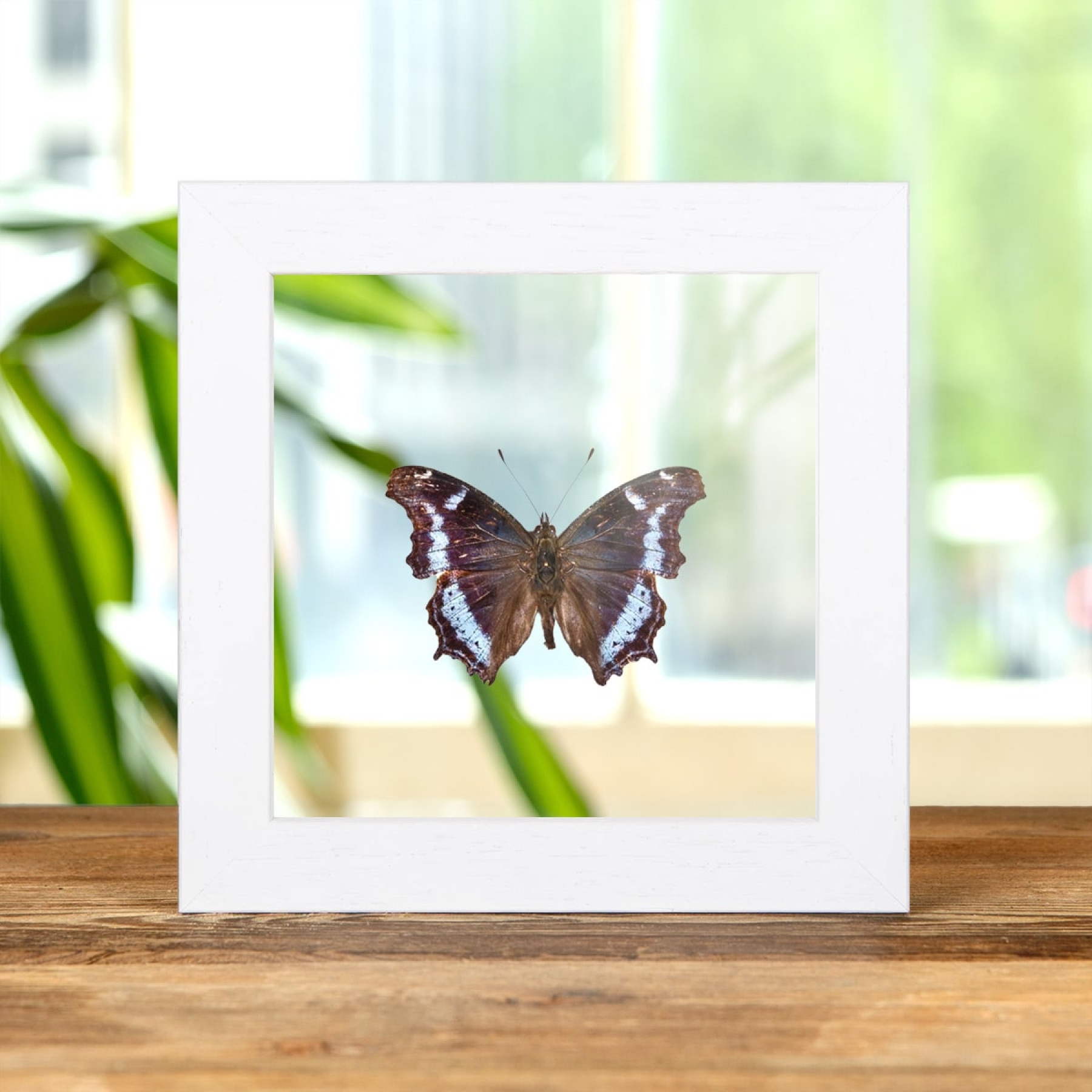 Blue Admiral Butterfly In Clear Glass Box Frame (Kaniska canace)