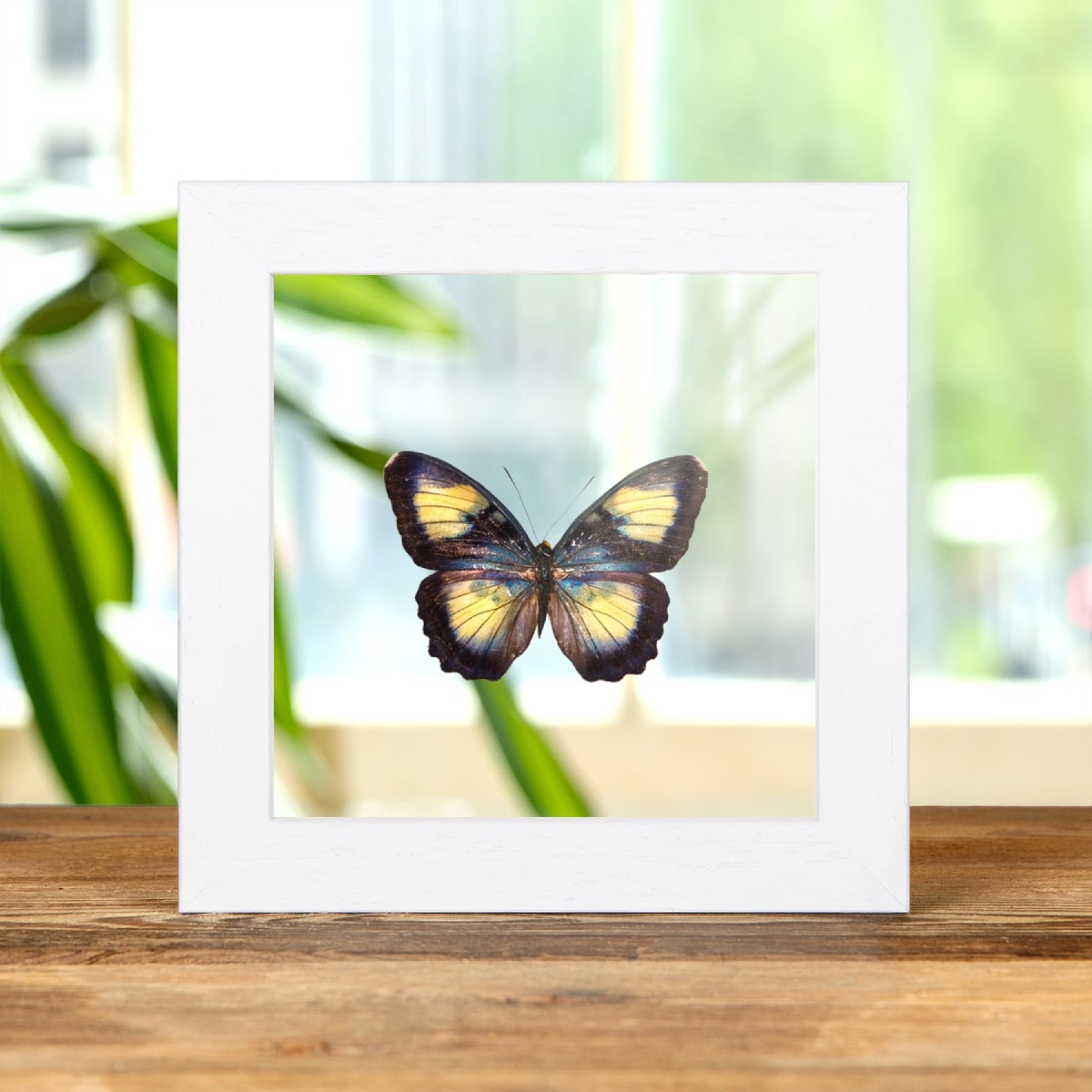 Minibeast Crocker's Forester Butterfly In Clear Glass Box Frame (Euphaedra crockeri)