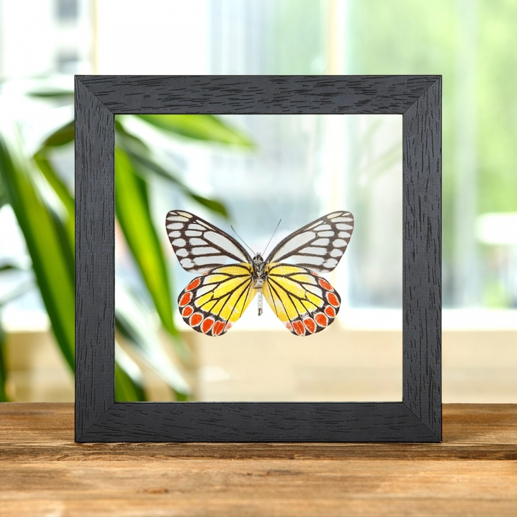 Painted Jezebel Butterfly In Clear Glass Box Frame (Delias hyparete)
