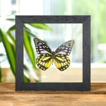 Minibeast Spotted Sawtooth Butterfly In Clear Glass Box Frame (Prioneris thestylis)