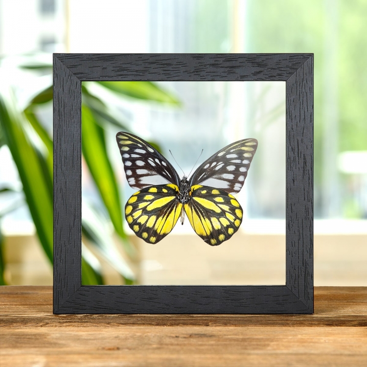 Spotted Sawtooth Butterfly In Clear Glass Box Frame (Prioneris thestylis)