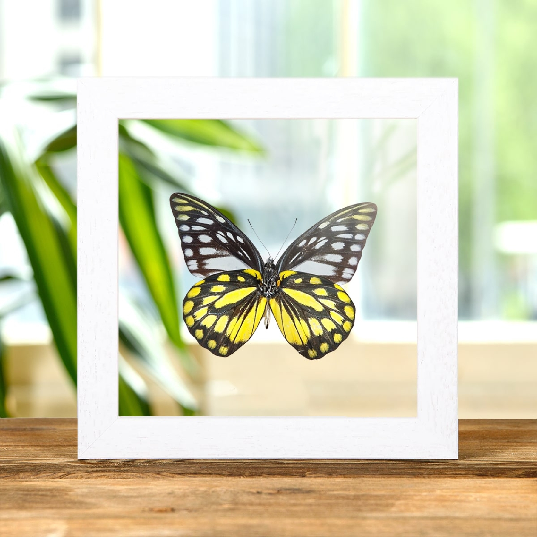 Spotted Sawtooth Butterfly In Clear Glass Box Frame (Prioneris thestylis) Spotted Sawtooth Butterfly In Clear Glass Box Frame (Prioneris thestylis)