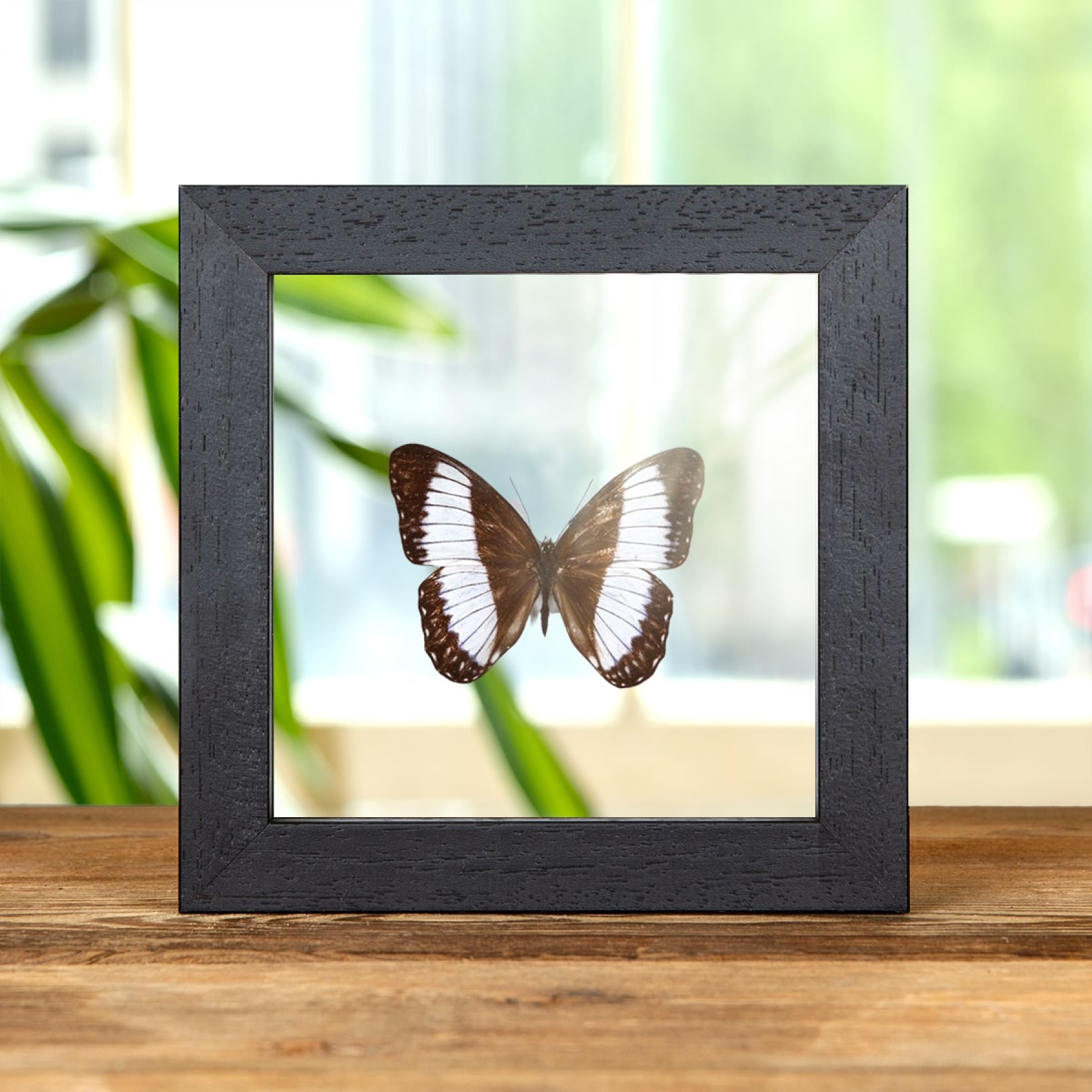 Minibeast Zethera pimplea Butterfly In Clear Glass Box Frame From Philippines