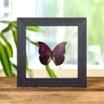 Minibeast Purple Mimic Butterfly In Clear Glass Box Frame (Anaea tyrianthina)
