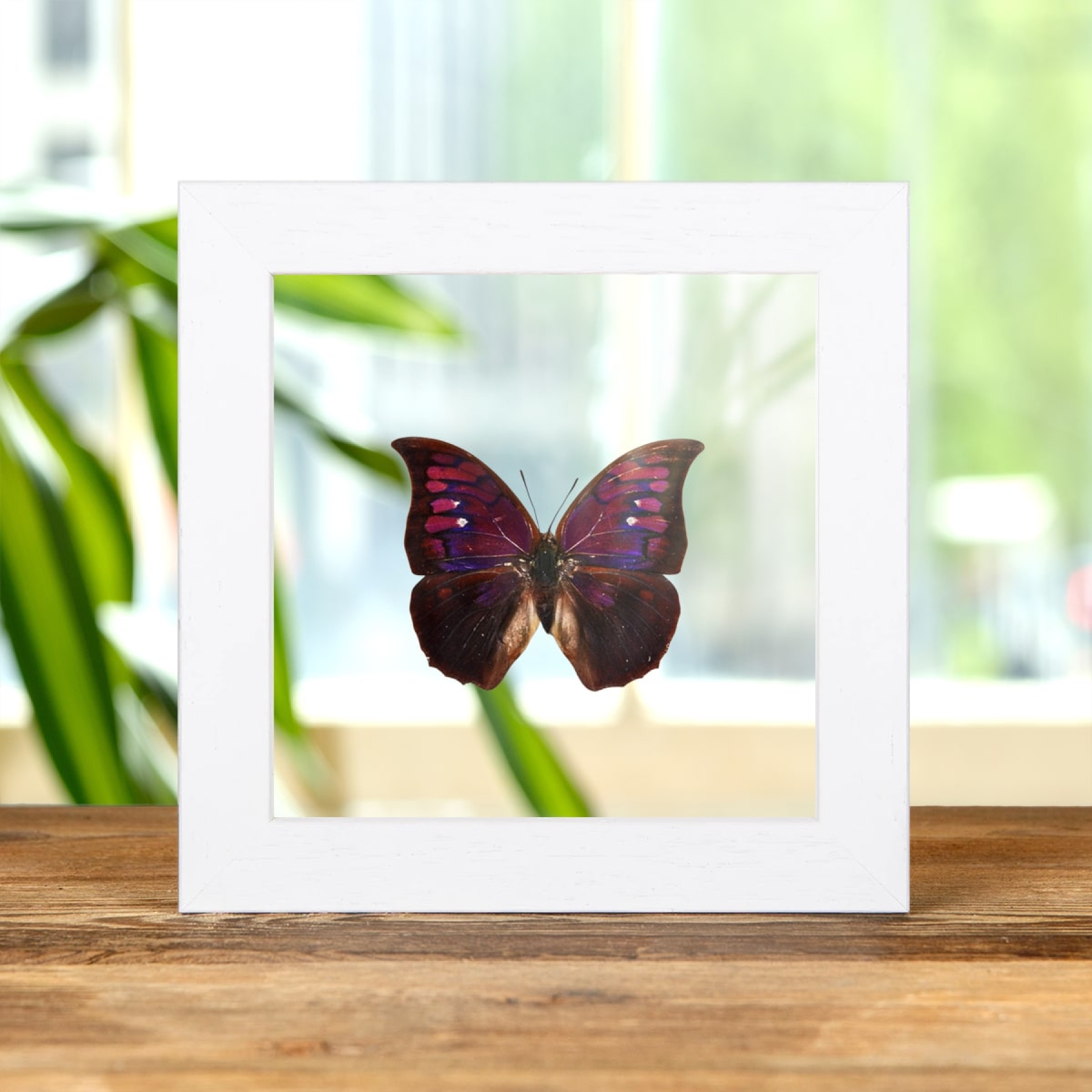 Purple Mimic Butterfly In Clear Glass Box Frame (Anaea tyrianthina)