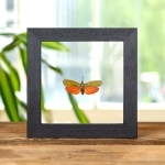 Minibeast Red Lanternfly In Clear Glass Box Frame (Saiva cardinalis)